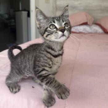 Cloud -  Domestic Short Hair Cat for Adoption in NEW PT RICHEY, Florida - Cloud | PetCurious
