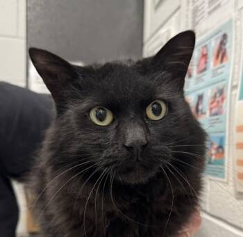 Rescue Domestic Long Hair Cats for Adoption in Golden, Colorado - Spooky | PetCurious