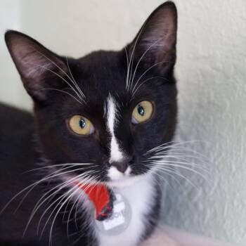 Sooie -  Domestic Short Hair Cat for Adoption in Hot Springs, Arkansas - Sooie | PetCurious