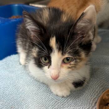Noah Cyrus -  Domestic Short Hair Cat for Adoption in Council Bluffs, Iowa - Noah Cyrus | PetCurious