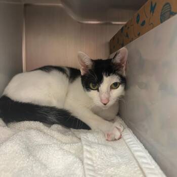 Domestic Short Hair Cats Available for Adoption in Goleta, California - Cow Kitty | PetCurious