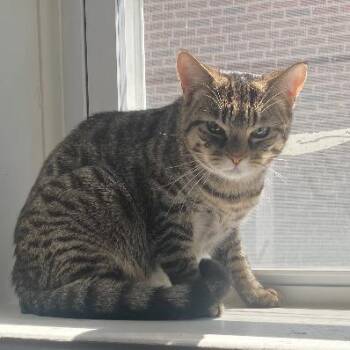 Domestic Medium Hair Cats Available for Adoption in Philadelphia, Pennsylvania - Stripy | PetCurious