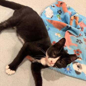 Hamlet -  Domestic Short Hair Cat for Adoption in Waldorf, Maryland - Hamlet | PetCurious