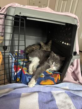 Domestic Short Hair and Tabby Cats Available for Adoption - Lyric - Must Be Adopted W/Melody | PetCurious