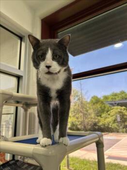 GNOCCHI -  Domestic Short Hair Cat for Adoption in Derwood, Maryland - GNOCCHI | PetCurious
