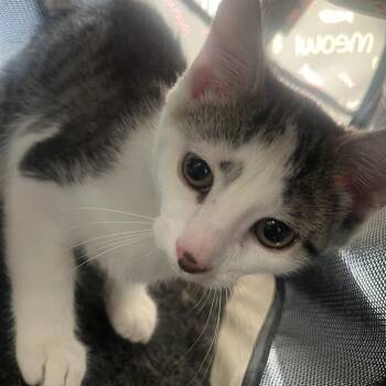 Robin -  Domestic Short Hair Cat for Adoption in Oak Park, Illinois - Robin | PetCurious