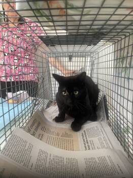 Domestic Short Hair Cats Available for Adoption - 153 S. Logan Ave M Black 1 | PetCurious