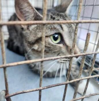 Domestic Short Hair Cats Available for Adoption in Fort Lauderdale, Florida - SUKI | PetCurious