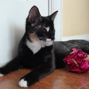 Noel (Blind) -  Domestic Short Hair Cat for Adoption in Newport News, Virginia - Noel (Blind) | PetCurious