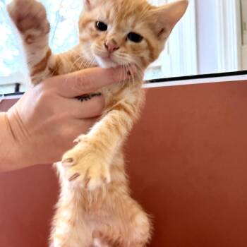 Rescue Domestic Short Hair Cats for Adoption in Bel Air, Maryland - Pumpkin | PetCurious