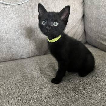 Domestic Short Hair Cats Available for Adoption in Bryan, Texas - Cornflakes | PetCurious