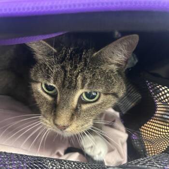 Passion -  Domestic Short Hair Cat for Adoption in Philadelphia, Pennsylvania - Passion | PetCurious