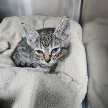 Fa -  Domestic Short Hair Cat for Adoption in Ridgely, Maryland - Fa | PetCurious