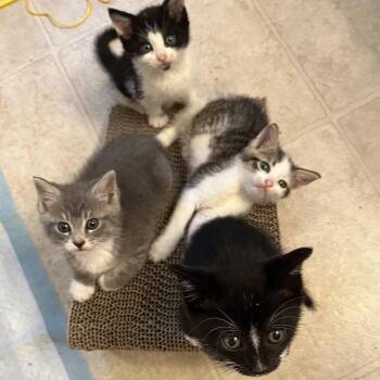 Pepper -  Domestic Short Hair Cat for Adoption in York, Pennsylvania - Pepper | PetCurious