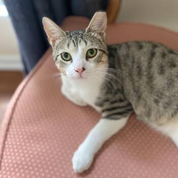Rescue Tabby Cats for Adoption - Paco | PetCurious