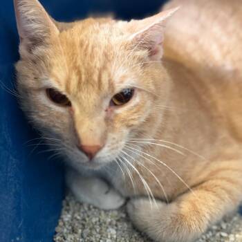 Domestic Short Hair Cats Available for Adoption in Sarasota, Florida - SnickerWhirl | PetCurious