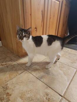 Rescue Domestic Short Hair Cats for Adoption in Ashland, Illinois - Rosie | PetCurious