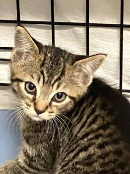 Honda (Kathy kitten 1) -  Domestic Short Hair Cat for Adoption in Lunenburg, Massachusetts - Honda (Kathy Kitten 1) | PetCurious