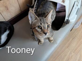 Tooney 5.26.26 -  Domestic Medium Hair Cat for Adoption in Apopka, Florida - Tooney 5.26.26 | PetCurious