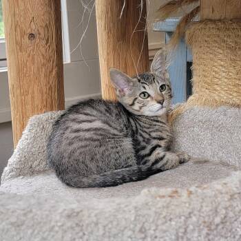Janie -  Domestic Short Hair Cat for Adoption in Wyandotte, Michigan - Janie | PetCurious