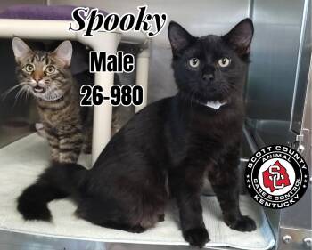 Spooky -  Domestic Medium Hair Cat for Adoption in Georgetown, Kentucky - Spooky | PetCurious