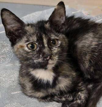 Rescue Tortoiseshell and Domestic Short Hair Cats for Adoption in Las Cruces, New Mexico - Normani | PetCurious
