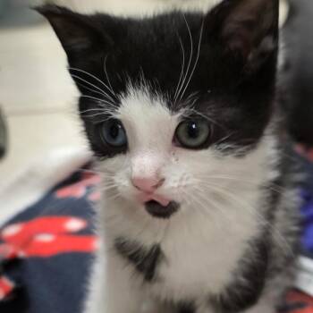 Domestic Short Hair Cats Available for Adoption in Falls Church, Virginia - Bonnie | PetCurious