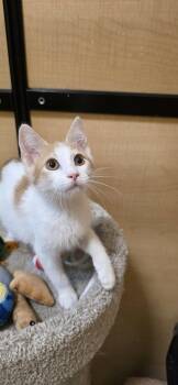 Maestro -  Domestic Short Hair Cat for Adoption in Rowlett, Texas - Maestro | PetCurious