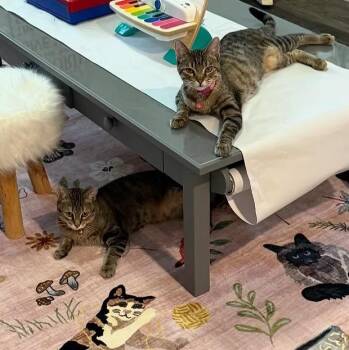 Domestic Short Hair Cats Available for Adoption in Anna, Texas - Lucy And Ethel | PetCurious