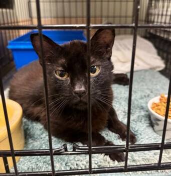 Sue -  Domestic Short Hair Cat for Adoption in Saint Clairsville, Ohio - Sue | PetCurious