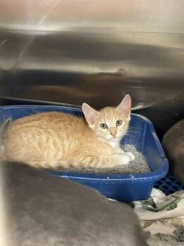 Matador -  Domestic Short Hair Cat Available for Adoption in Jackson, Louisiana - Matador | PetCurious