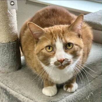 Domestic Short Hair Cats Available for Adoption - Musha | PetCurious