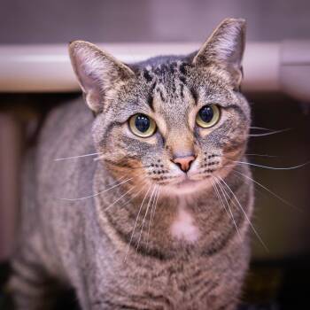 Rescue Domestic Short Hair Cats for Adoption in Mentor, Ohio - Patches | PetCurious