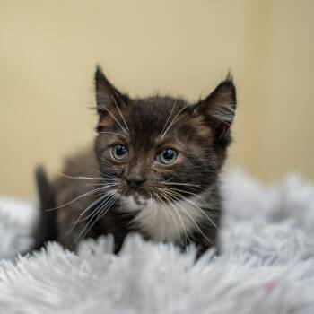 Fred -  Domestic Short Hair Cat for Adoption in Gainesville, Georgia - Fred | PetCurious