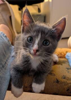 Little Sid -  Domestic Short Hair Cat for Adoption in Magnolia, Texas - Little Sid | PetCurious