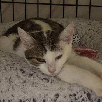 NCI5605 Eve -  Domestic Short Hair Cat for Adoption in Port Washington, New York - NCI5605 Eve | PetCurious