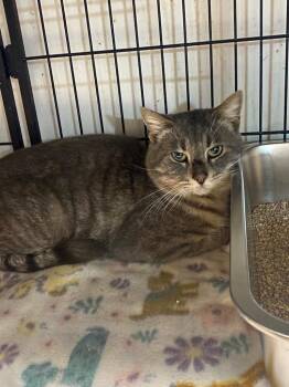 Domestic Short Hair Cats Available for Adoption - Crouton Chaos | PetCurious