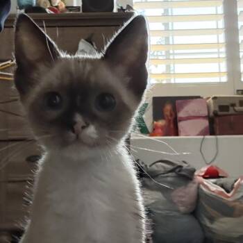 Squiggle -  Domestic Short Hair and Siamese Cat for Adoption in Pleasanton, California - Squiggle | PetCurious