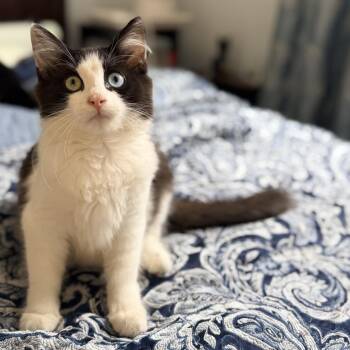 Dolly -  Domestic Long Hair Cat for Adoption in Long Beach, California - Dolly | PetCurious