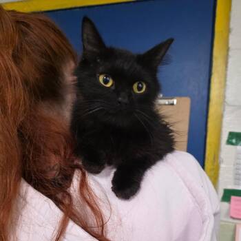 Kadabra -  Domestic Medium Hair Cat for Adoption in Eureka Springs, Arkansas - Kadabra | PetCurious