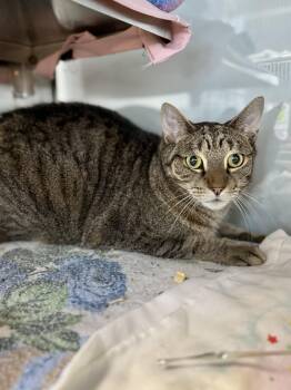 Whiskers -  Domestic Short Hair Cat for Adoption in Midland, Michigan - Whiskers | PetCurious