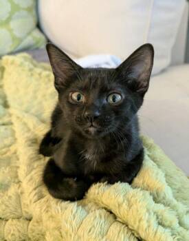 Gail -  Domestic Short Hair Cat for Adoption in Ocala, Florida - Gail | PetCurious