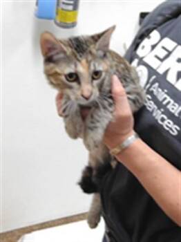 AMANITA -  Domestic Short Hair Cat for Adoption in Albuquerque, New Mexico - AMANITA | PetCurious