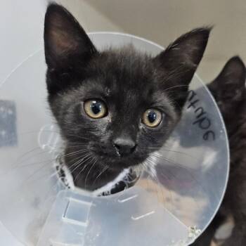 Youtube -  Domestic Short Hair Cat for Adoption in Gainesville, Florida - Youtube | PetCurious