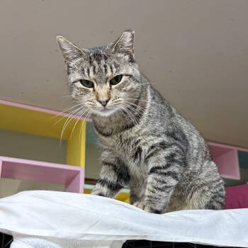 Malia -  Domestic Short Hair Cat for Adoption in Cortland, New York - Malia | PetCurious