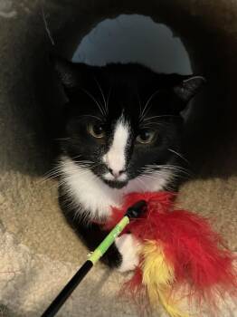 Domestic Short Hair Cats Available for Adoption in Richmond, Virginia - Artemis | PetCurious