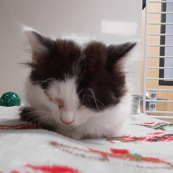 Domestic Short Hair Cats Available for Adoption in Watertown, New York - Lemon | PetCurious