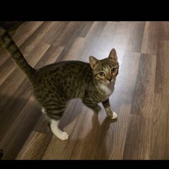 Rescue Domestic Short Hair Cats for Adoption in Abingdon, Maryland - Velma (Scarboro) | PetCurious