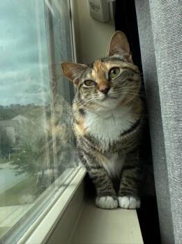 Fair Lady Z(685) -  Domestic Short Hair Cat for Adoption in Marietta, Georgia - Fair Lady Z(685) | PetCurious