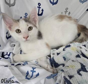 Olivia -  Calico Cat for Adoption in Key Largo, Florida - Olivia | PetCurious